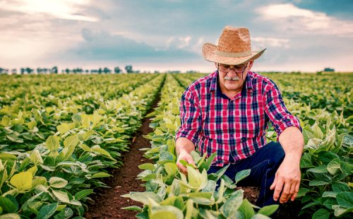 Farmer in a soybean field. Agricultural concept